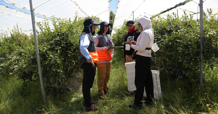 Dirección del Trabajo inicia fiscalización agrícola de temporada 2025-2026 en todo el país