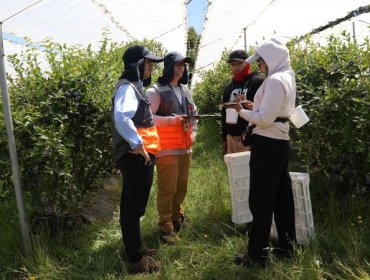 Dirección del Trabajo inicia fiscalización agrícola de temporada 2025-2026 en todo el país