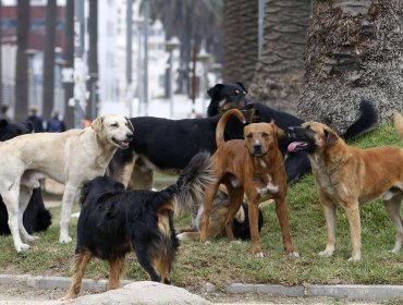 Con heridas de gravedad quedó una mujer que fue atacada salvajemente por una jauría de perros en el sector alto de Valparaíso