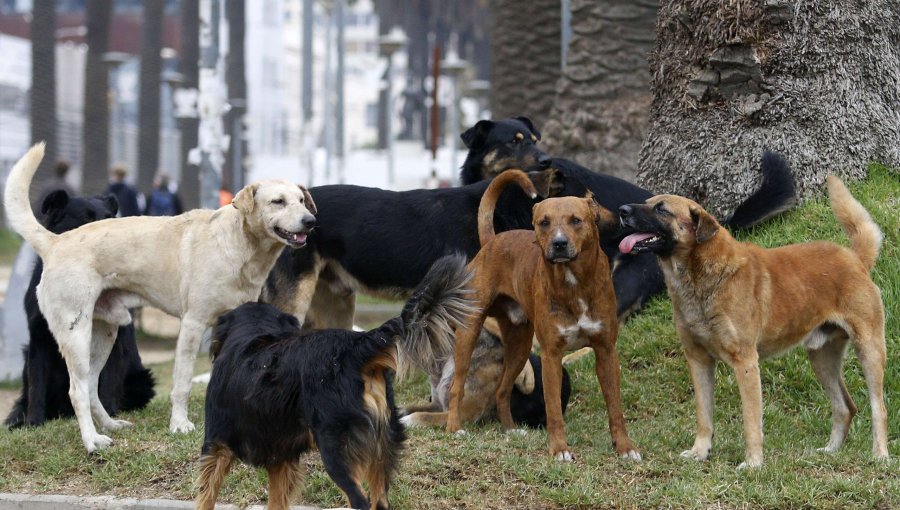 Con heridas de gravedad quedó una mujer que fue atacada salvajemente por una jauría de perros en el sector alto de Valparaíso