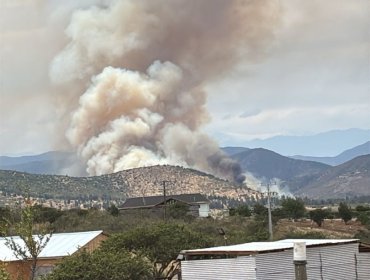SENAPRED ordena evacuación del sector La Foresta de Zapallar por incendio forestal