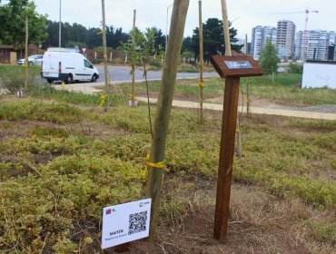 Restauran áreas verdes con árboles nativos y mobiliario inclusivo en Concón