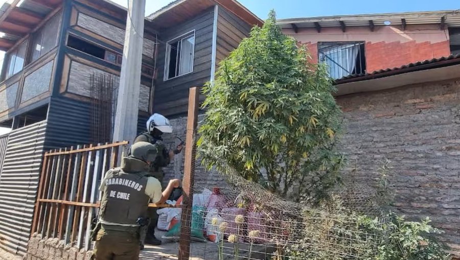 Descubren árbol de Navidad de marihuana de 3 metros en plena calle de San Bernardo
