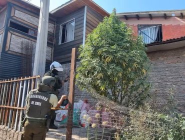 Descubren árbol de Navidad de marihuana de 3 metros en plena calle de San Bernardo