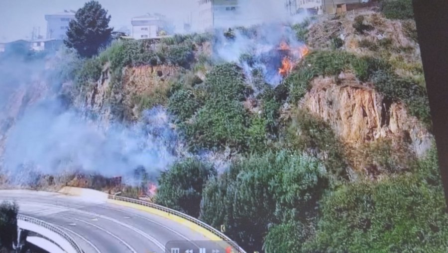 Bomberos y personal de Conaf combaten incendio forestal en el cerro Playa Ancha de Valparaíso
