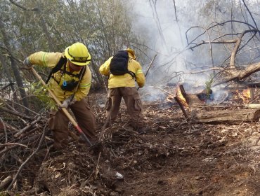 Conaf llama a extremar medidas para prevenir incendios forestales en la Quinta Región