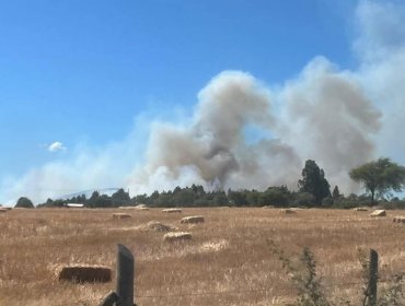 Declaran Alerta Roja para la comuna de San Nicolás en la región de Ñuble por incendio forestal