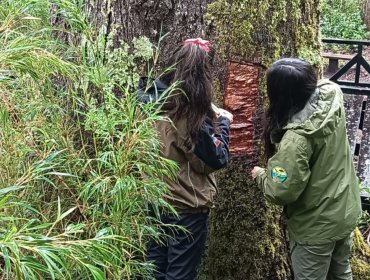 Conaf presenta denuncia ante la Fiscalía Regional de Los Ríos por extracción ilegal de corteza del "Coihue Abuelo" de 600 años