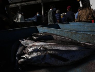 Gobierno fijó la cuota de merluza común para el próximo año: es un 15% menos que en 2025