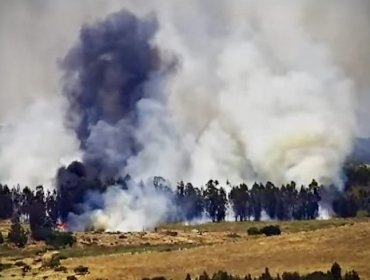Incendios forestales caen 12% y superficie quemada baja 54% durante 2025 en la V Región