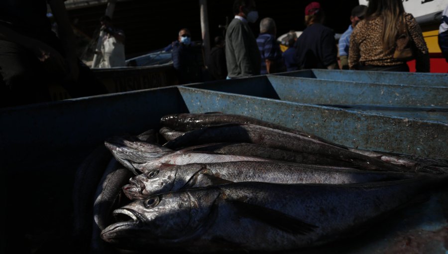 Gobierno fijó la cuota de merluza común para el próximo año: es un 15% menos que en 2025