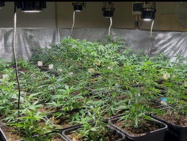 Capturan a sujeto que mantenía sofisticado sistema de cultivo indoor en su casa en Quintero: también tenía un rifle a postones
