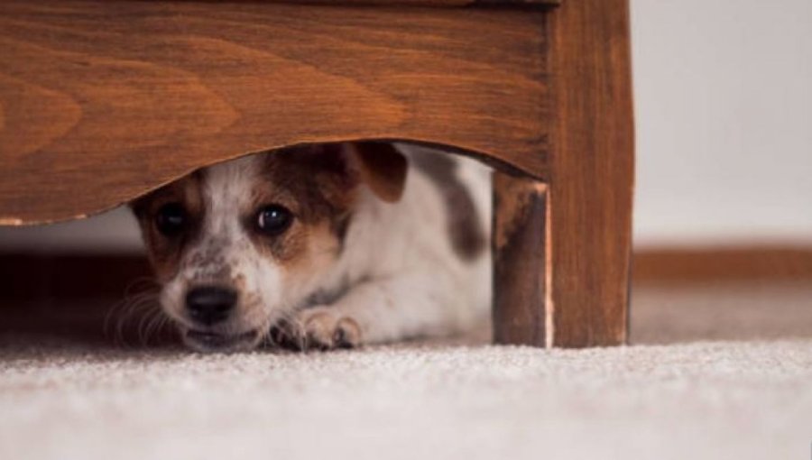 Siga estos consejos para proteger a las mascotas durante los shows de fuegos artificiales