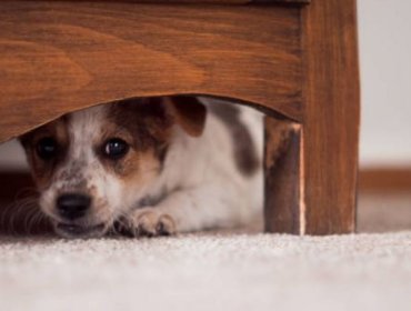 Siga estos consejos para proteger a las mascotas durante los shows de fuegos artificiales