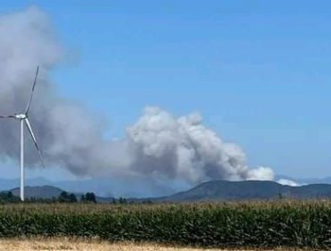 Declaran Alerta Roja y solicitan evacuar sectores de Mulchén por incendio forestal cercano a sectores poblados