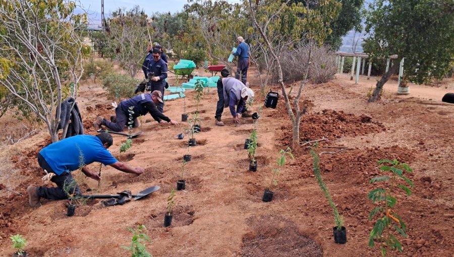 4 mil árboles y arbustos nativos plantó Conaf este año en el Parque Urbano Natural La Ligua