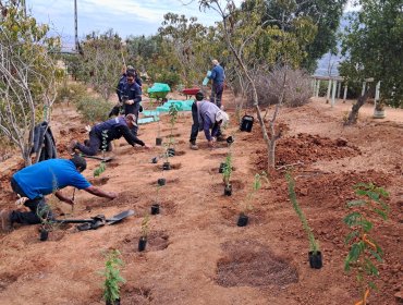 4 mil árboles y arbustos nativos plantó Conaf este año en el Parque Urbano Natural La Ligua