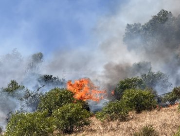 Bomberos combaten incendio forestal que se registra en sector del cerro Mayaca de Quillota