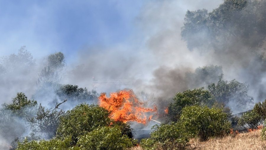 Bomberos combaten incendio forestal que se registra en sector del cerro Mayaca de Quillota