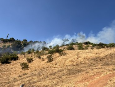 Controlan incendio forestal que consumió vegetación en sector del cerro Mayaca de Quillota