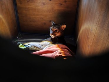 Muere pequeño puma tras ser atropellado en Frutillar: SAG pide precaución a conductores