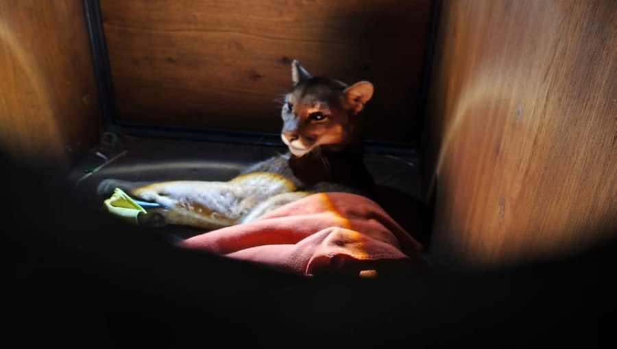 Muere pequeño puma tras ser atropellado en Frutillar: SAG pide precaución a conductores