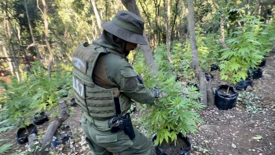 Tres detenidos deja incautación de más de 8 mil plantas de marihuana en Nogales