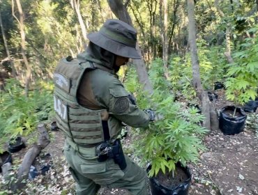 Tres detenidos deja incautación de más de 8 mil plantas de marihuana en Nogales