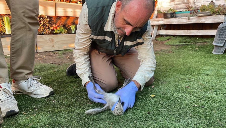 SAG presentó denuncia y pudo salvar a polluelos de gaviota que fueron lanzados de su nido desde un edificio en Maitencillo
