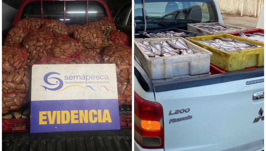 Sernapesca incautó 750 kilos de machas y 500 kilos de merluza común en Valparaíso