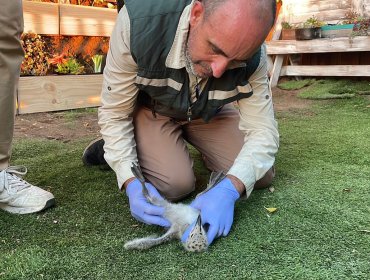 SAG presentó denuncia y pudo salvar a polluelos de gaviota que fueron lanzados de su nido desde un edificio en Maitencillo