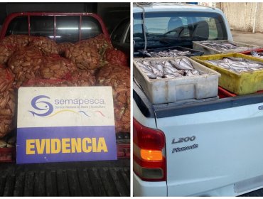 Sernapesca incautó 750 kilos de machas y 500 kilos de merluza común en Valparaíso