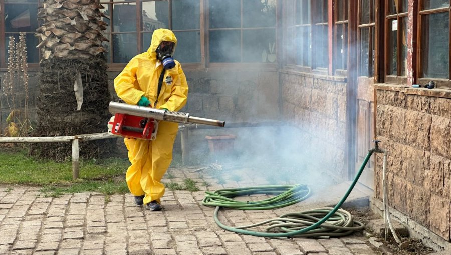 Refuerzan vigilancia por Aedes aegypti: provincias de Los Andes y San Felipe se mantienen sin casos autóctonos