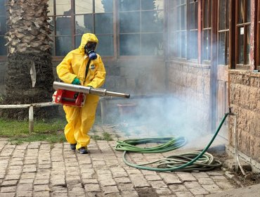 Refuerzan vigilancia por Aedes aegypti: provincias de Los Andes y San Felipe se mantienen sin casos autóctonos