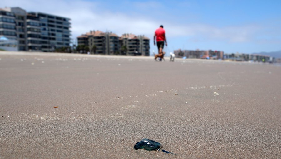Autoridades de Salud advierten por altas temperaturas, marea roja y fragata portuguesa