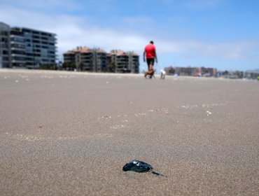 Autoridades de Salud advierten por altas temperaturas, marea roja y fragata portuguesa