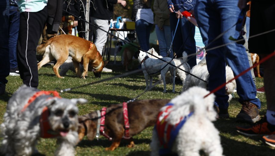 Los nombres de mascotas que reinaron en Chile durante 2025: Luna domina entre perros y gatos