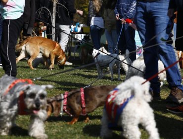 Los nombres de mascotas que reinaron en Chile durante 2025: Luna domina entre perros y gatos
