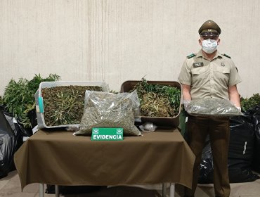 Fuerte olor a marihuana delató a dos individuos que mantenían más de 900 plantas de cannabis y 7 kilos a granel en Quintero