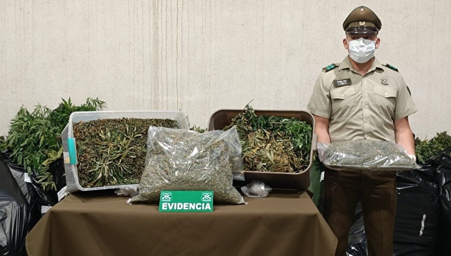 Fuerte olor a marihuana delató a dos individuos que mantenían más de 900 plantas de cannabis y 7 kilos a granel en Quintero