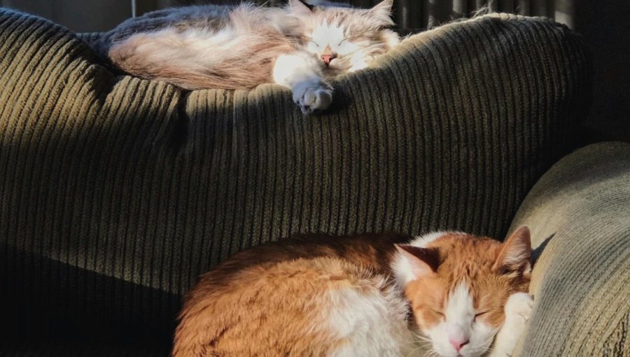 Mascotas y ola de calor: claves para proteger su salud durante el verano