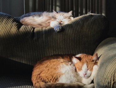 Mascotas y ola de calor: claves para proteger su salud durante el verano