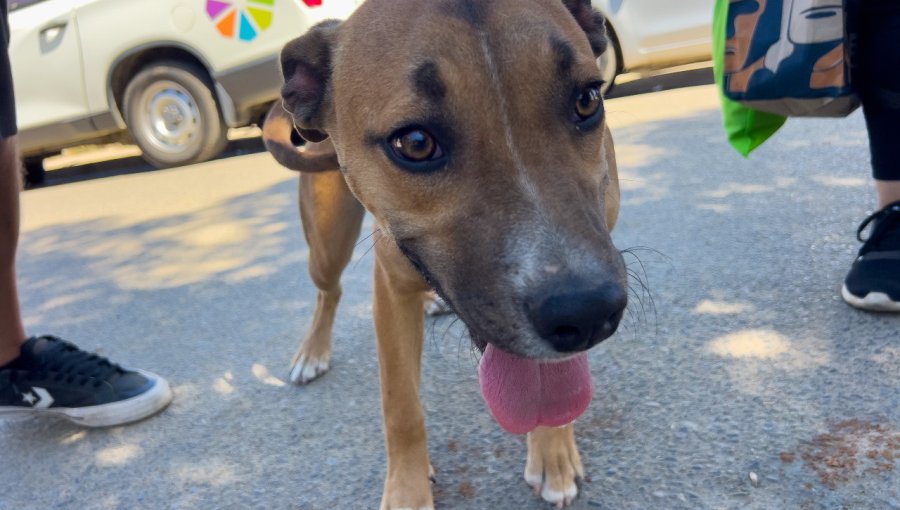 Viña del Mar proyecta esterilizar a 4 mil mascotas a través de operativos gratuitos