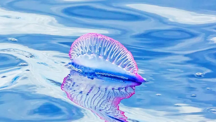 Seremi de Salud decreta cierre preventivo de playas por fragata portuguesa en San Antonio