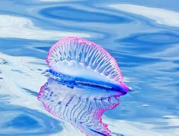 Seremi de Salud decreta cierre preventivo de playas por fragata portuguesa en San Antonio