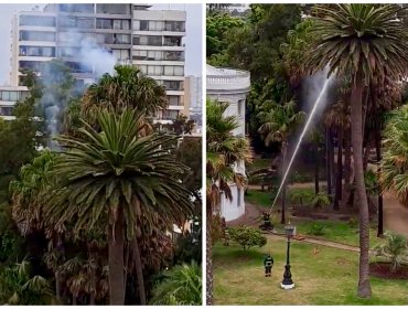 Dos palmeras se incendiaron tras recibir descargas eléctricas de rayos en Viña del Mar