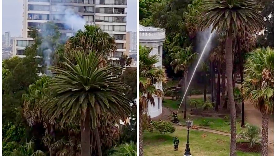 Dos palmeras se incendiaron tras recibir descargas eléctricas de rayos en Viña del Mar