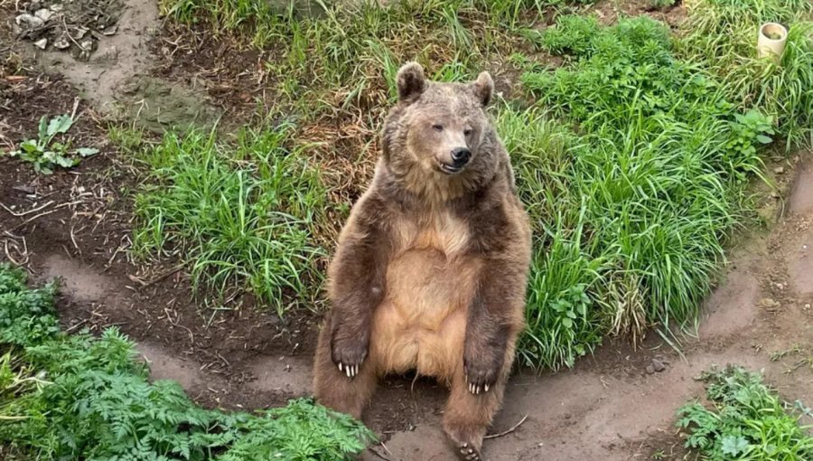 Debido a un "tumor silencioso": Fallece la osa "Amelia" que vivió por más de 25 años en bioparque de Quilpué