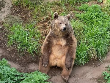 Debido a un "tumor silencioso": Fallece la osa "Amelia" que vivió por más de 25 años en bioparque de Quilpué