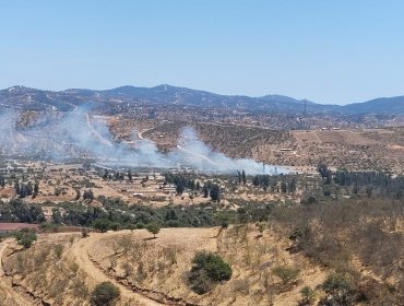Incendio forestal de rápida propagación se registra en la Autopista Los Andes en Limache
